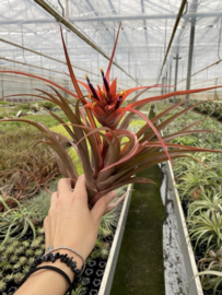 Tillandsia capitata Orange XL (met bloemknop)