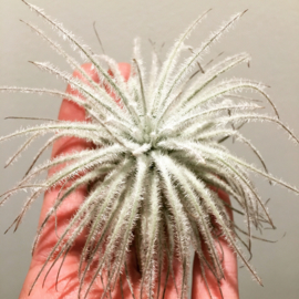 Tillandsia Tectorum SNOW