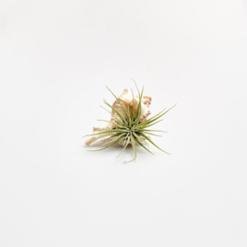 Airplant with Murex Cochlea
