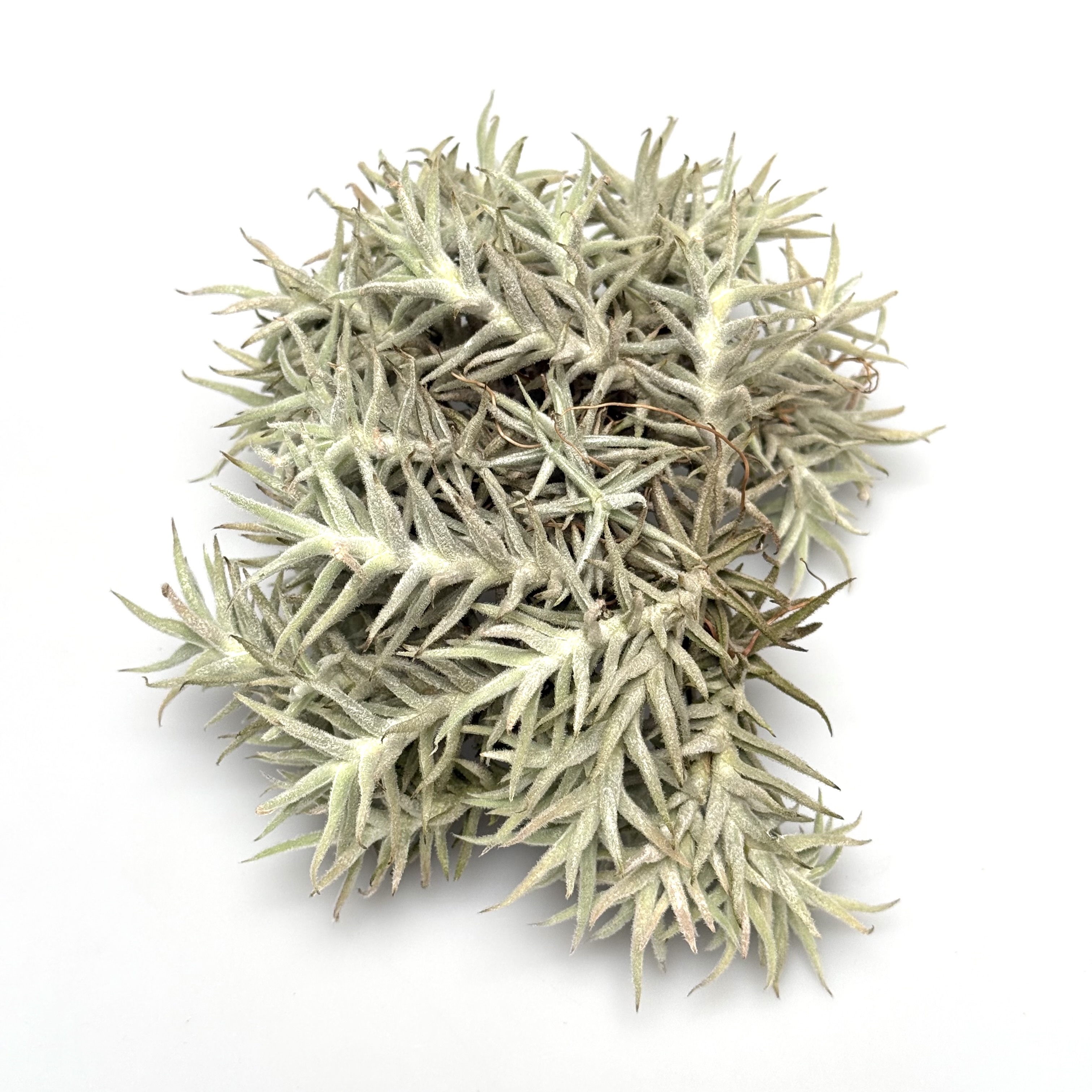 Tillandsia paleacea minor cluster