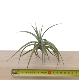 Tillandsia ixioides