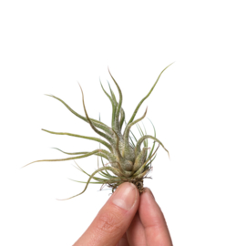 Tillandsia pruinosa