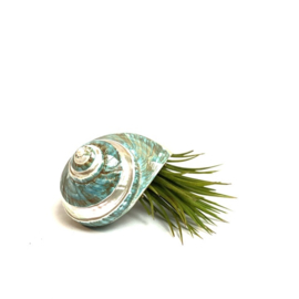 Tillandsia Ionantha XL + (mint) groene  schelp