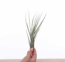 Tillandsia Juncea