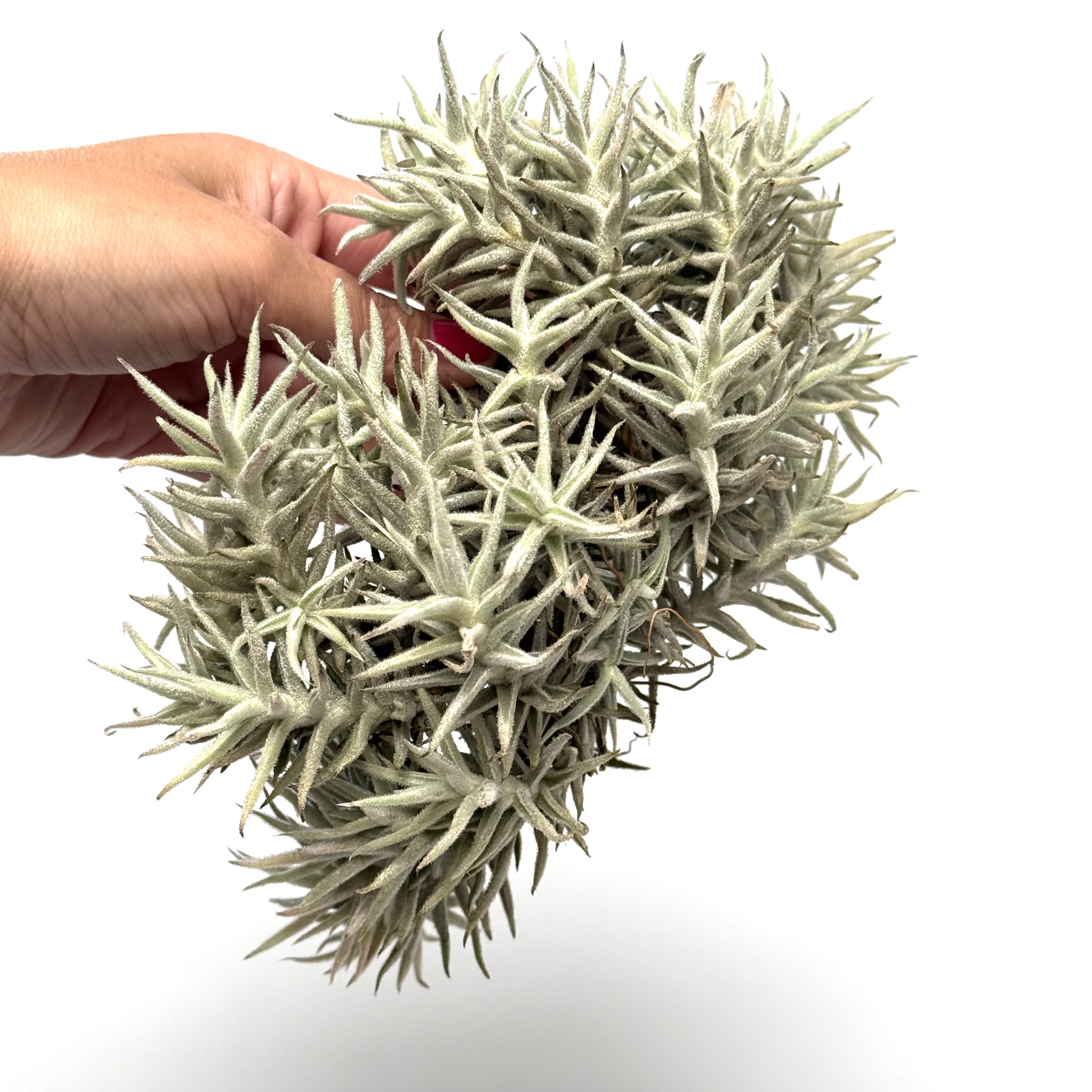 Tillandsia paleacea minor cluster
