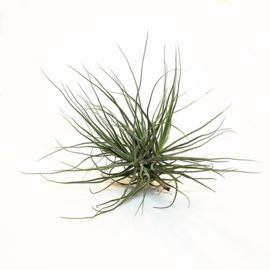 Tillandsia schiedeana XL