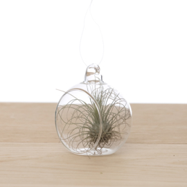 Tillandsia in glass bulb 6cm