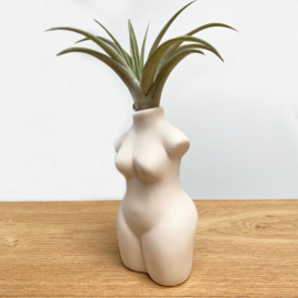 Lady body white + airplant