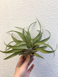 Tillandsia XL capitata