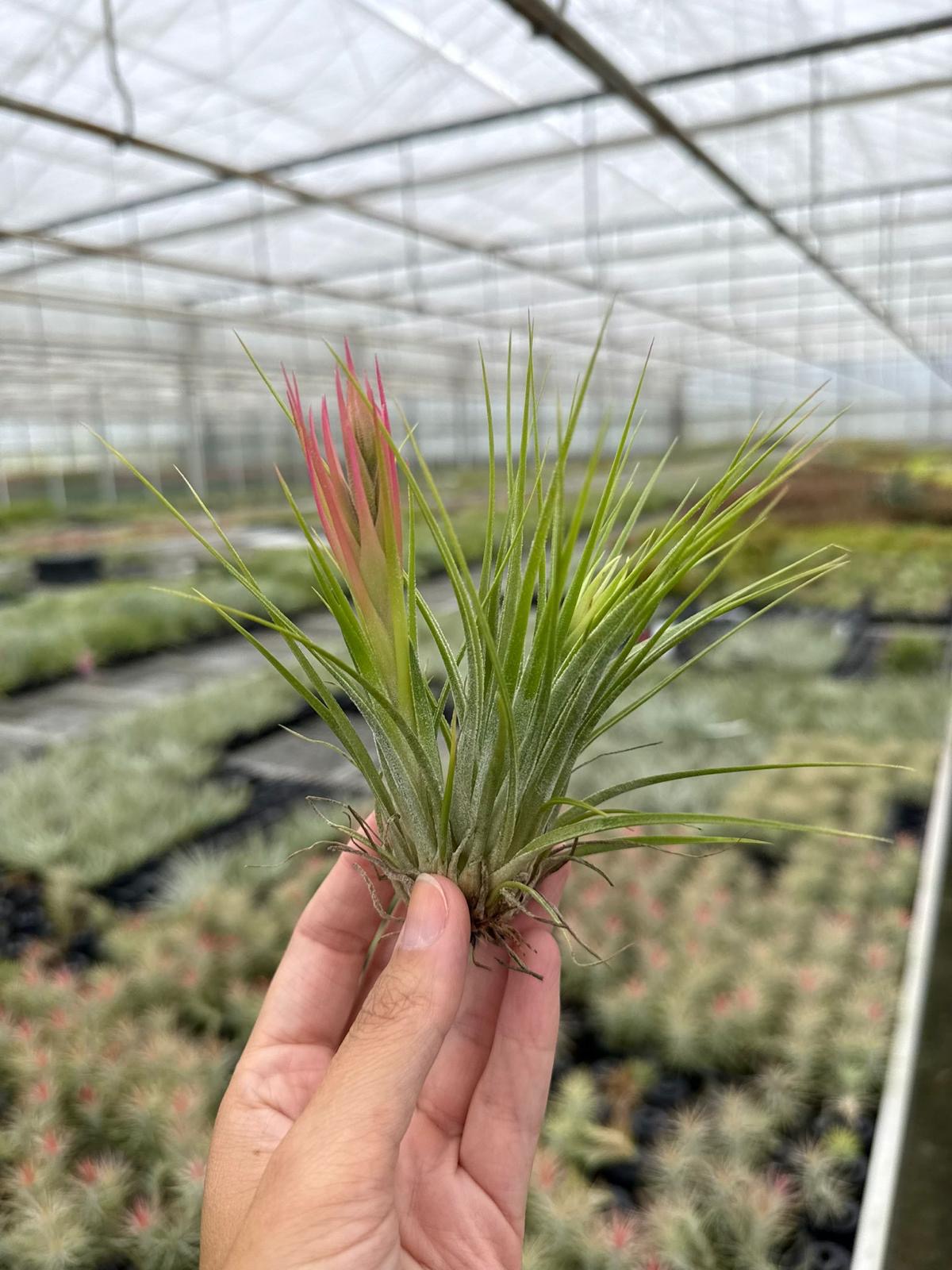 Tillandsia ionantha Scaposa JUMBO (cluster/roze bloem)