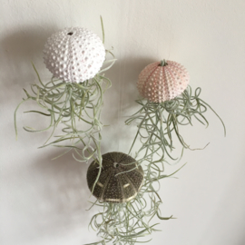 Jellyfish Trio (small sea-urchins)