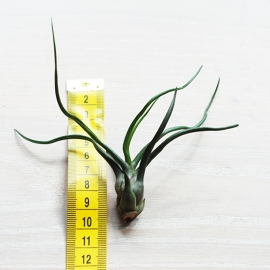 Tillandsia bulbosa Large