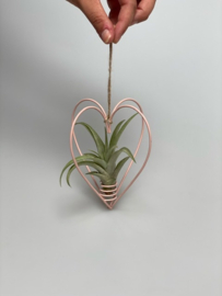 Metal heart pink + tillandsia multiflora