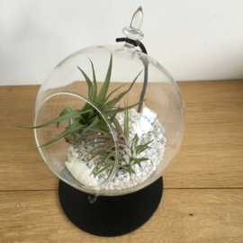 Grote Globe met 2 airplants