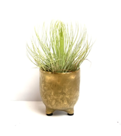 potje GOLD + airplant