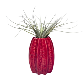 Carambola 11cm rood + airplant