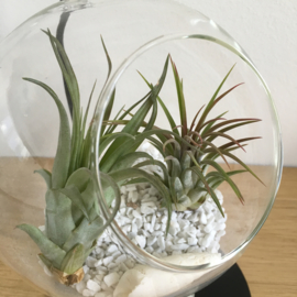 Grote Globe met 2 airplants