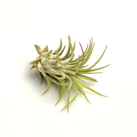 Tillandsia ionantha Rubra