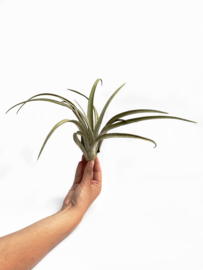 Tillandsia Chiapensis (XL)