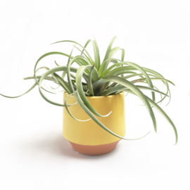 Groot, geel/terra potje + airplant