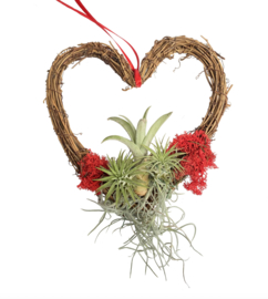 DIY: Wreath in heartshape + airplants