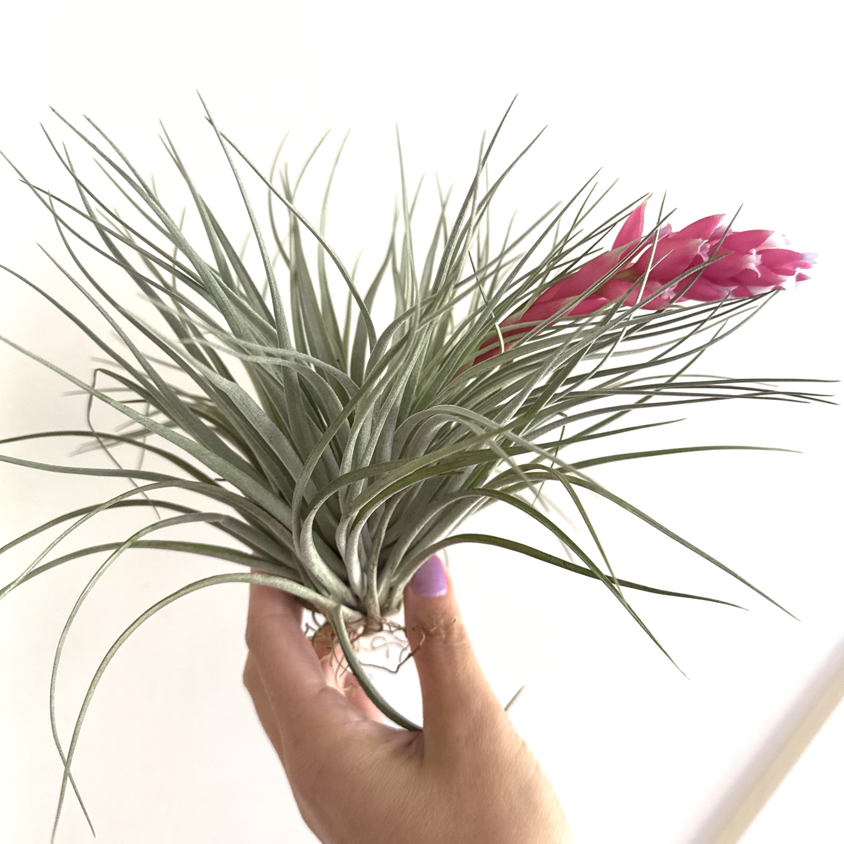 Tillandsia houston XL
