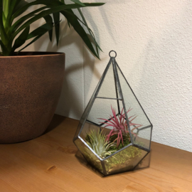 Diamant Terrarium