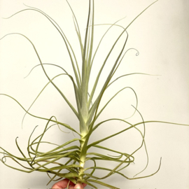 Tillandsia straminea (XL)
