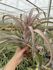 Tillandsia coconut grove