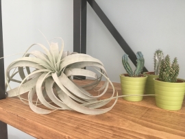 Tillandsia Xerographica