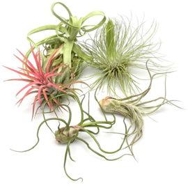 MIX: steptophylla, ionantha rood, andreana XL, bulbosa, pruinosa
