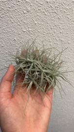 Tillandsia Chusgonensis