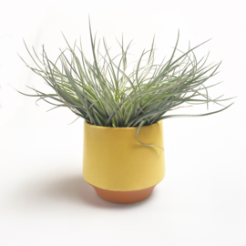 Groot, geel/terra potje + airplant