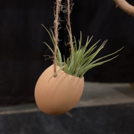 Bruin ei (touw) + ionantha