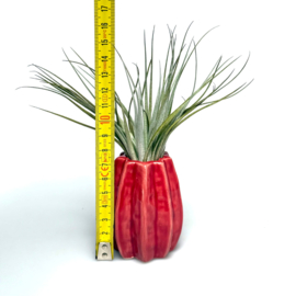 Carambola 7cm rood + airplant
