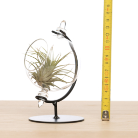 Small Globe with airplant