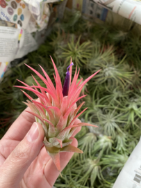 Tillandsia Ionantha Rubra XL