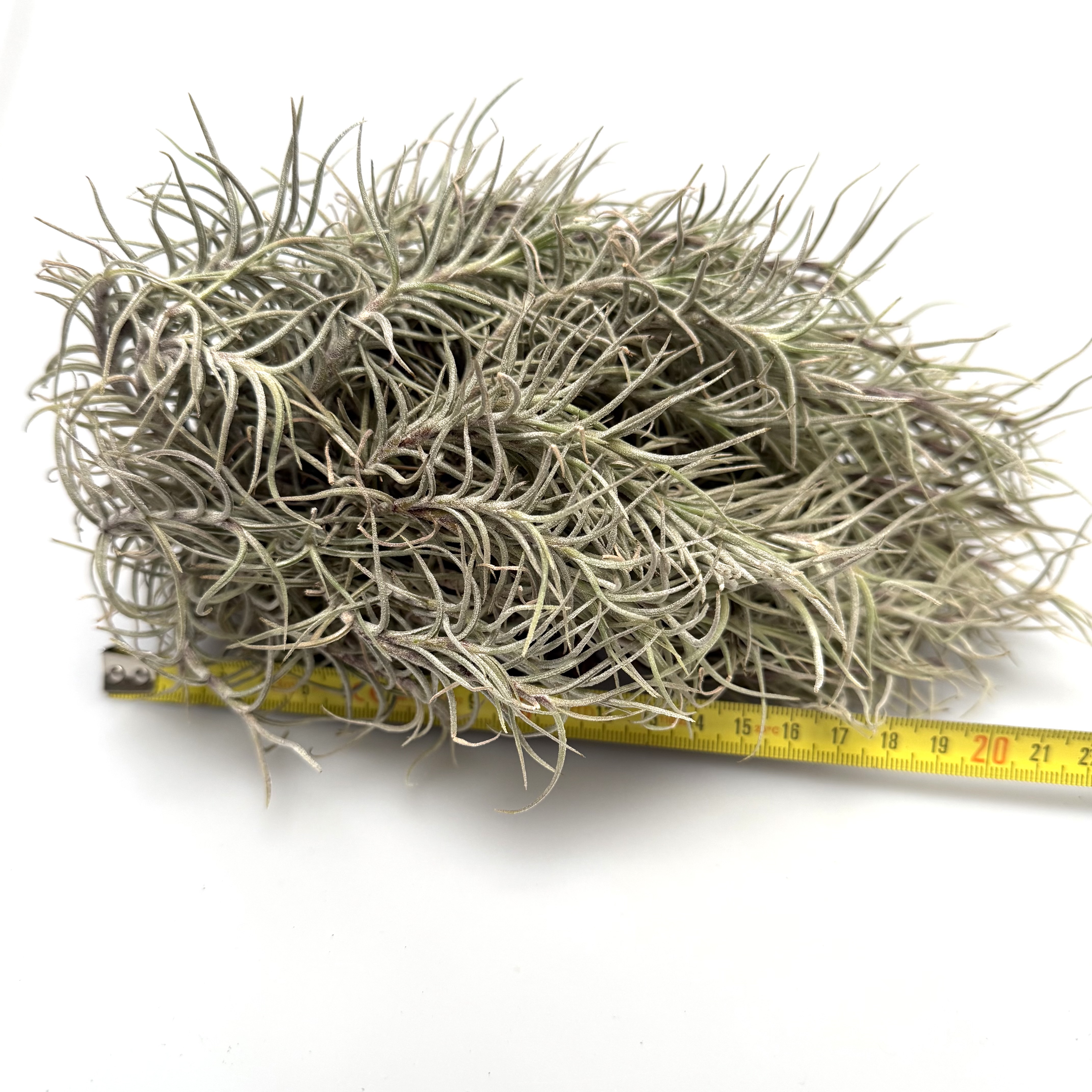 Tillandsia capillaris cluster
