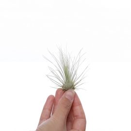 Tillandsia argentea