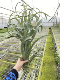 Tillandsia Curly Slim JUMBO