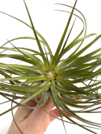 Tillandsia Stricta