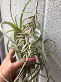 Tillandsia straminea (XL)