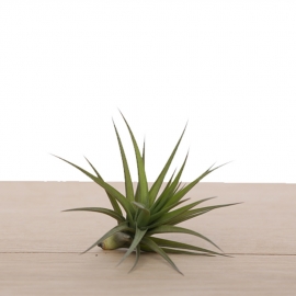 Tillandsia aeranthos