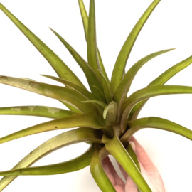 Tillandsia Maya Gold