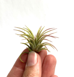 Tillandsia ionantha Fuego