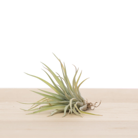 Tillandsia plagiotropica