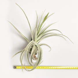 Tillandsia lorentziana