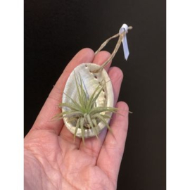 Mini abalone + airplant