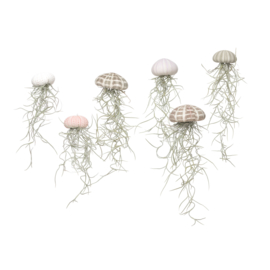 Kleine roze Jellyfish met tillandsia