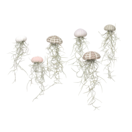 Small pink jellyfish with tillandsia